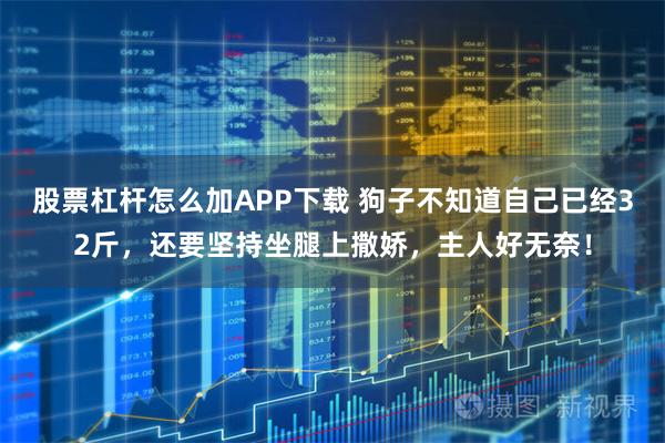 股票杠杆怎么加APP下载 狗子不知道自己已经32斤，还要坚持坐腿上撒娇，主人好无奈！